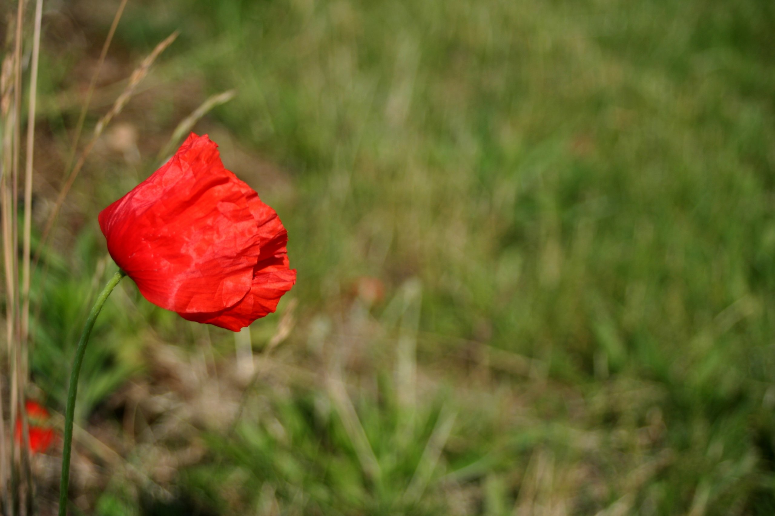 Fonds d'cran Nature Fleurs 