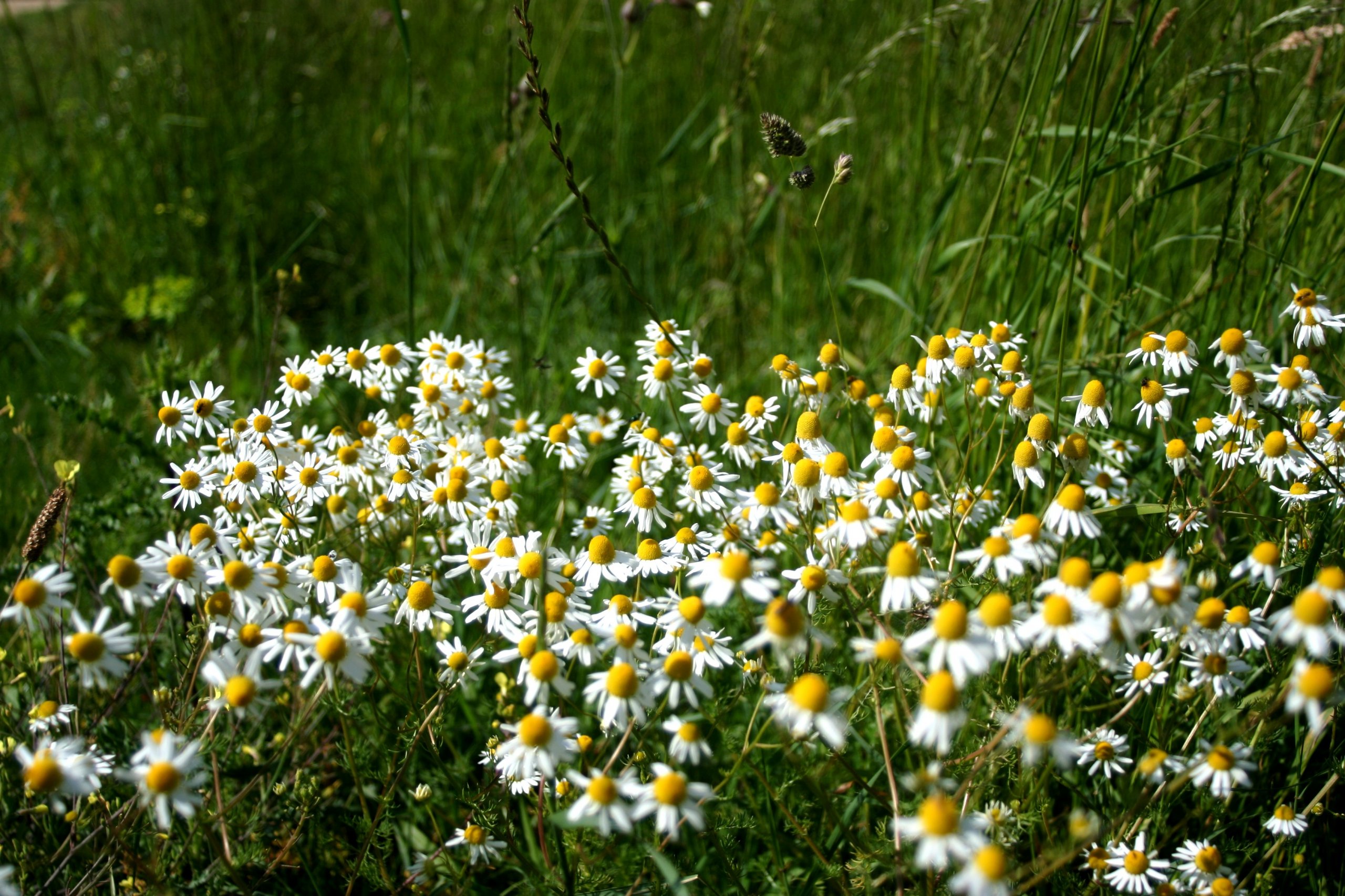 Wallpapers Nature Flowers 