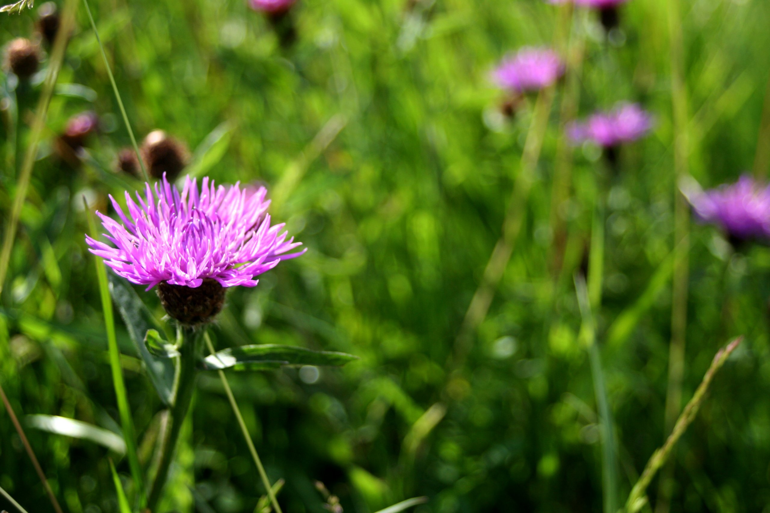 Fonds d'cran Nature Fleurs 