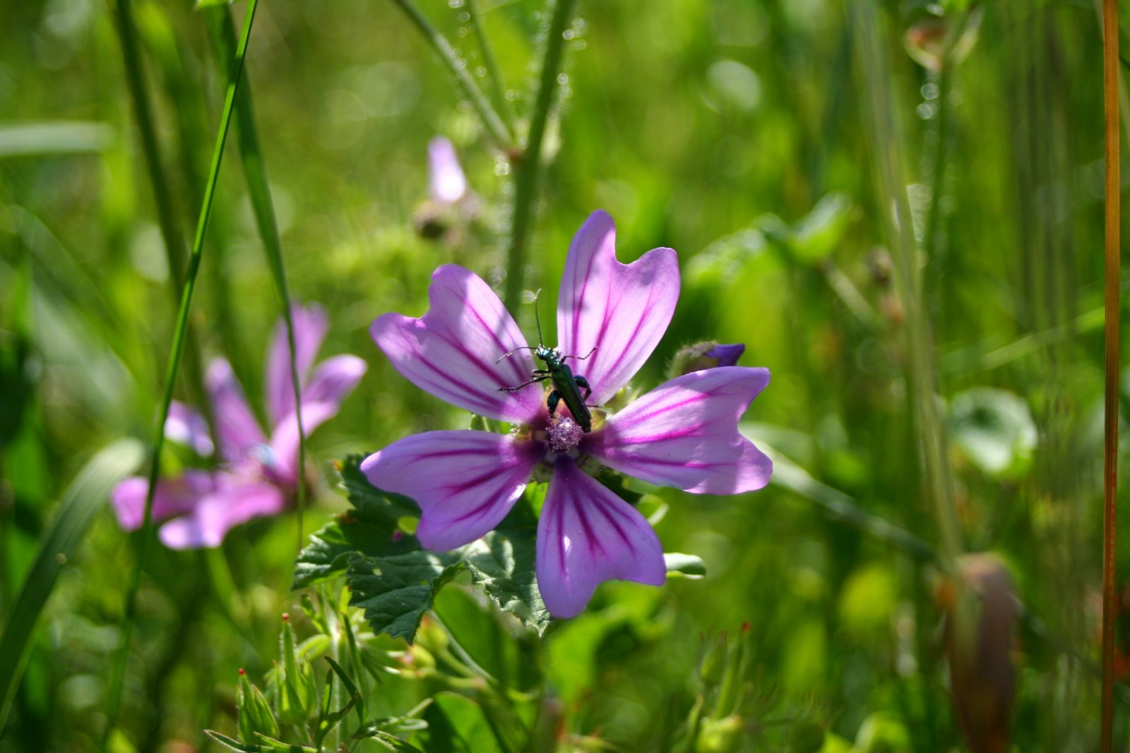 Fonds d'cran Nature Fleurs 