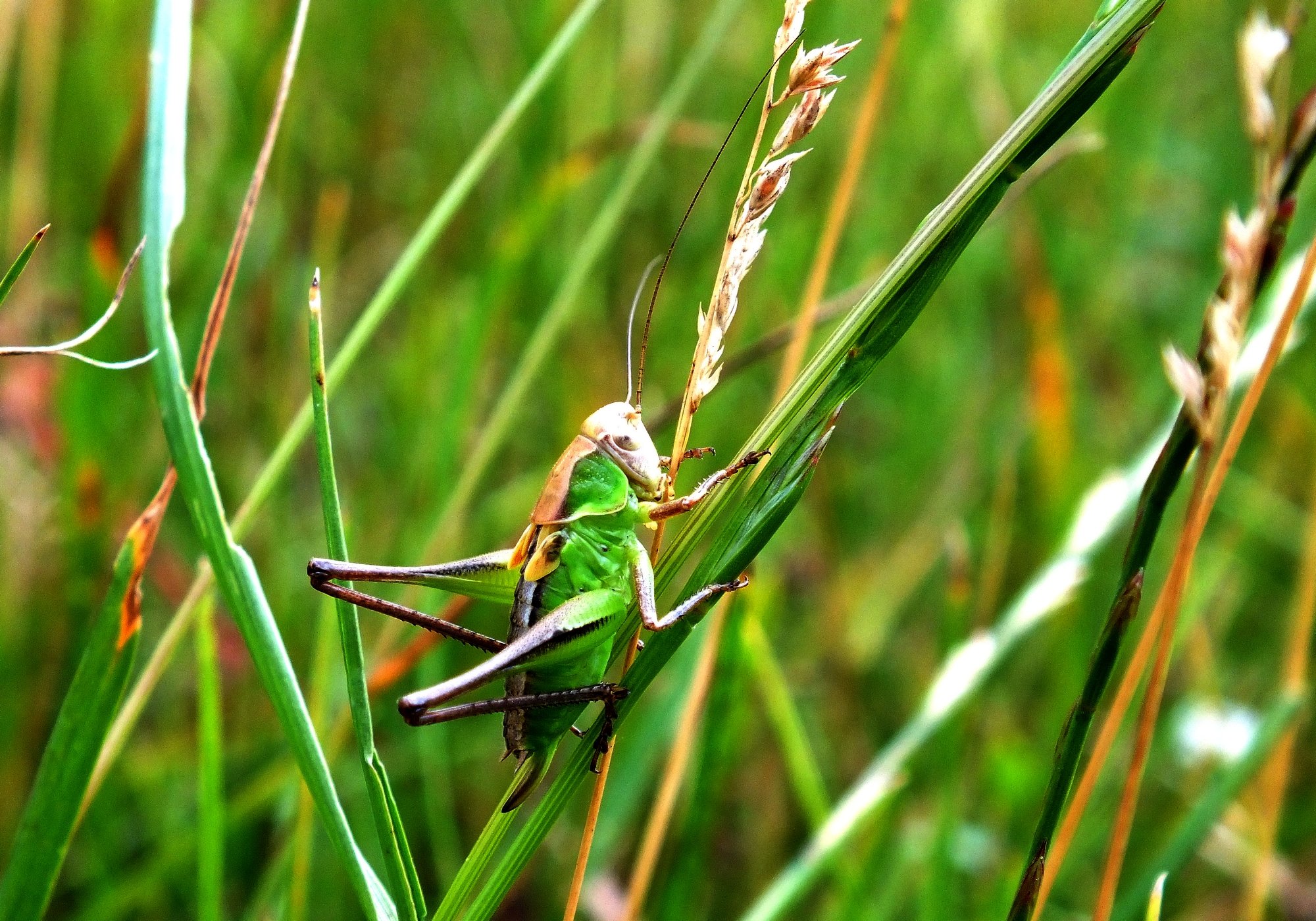 Fonds d'cran Animaux Insectes - Sauterelles et Criquets Sauterelles