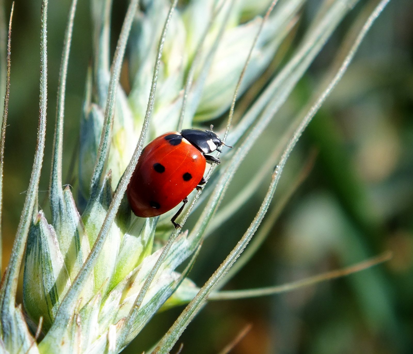 Fonds d'cran Animaux Insectes - Coccinelles coccinelles