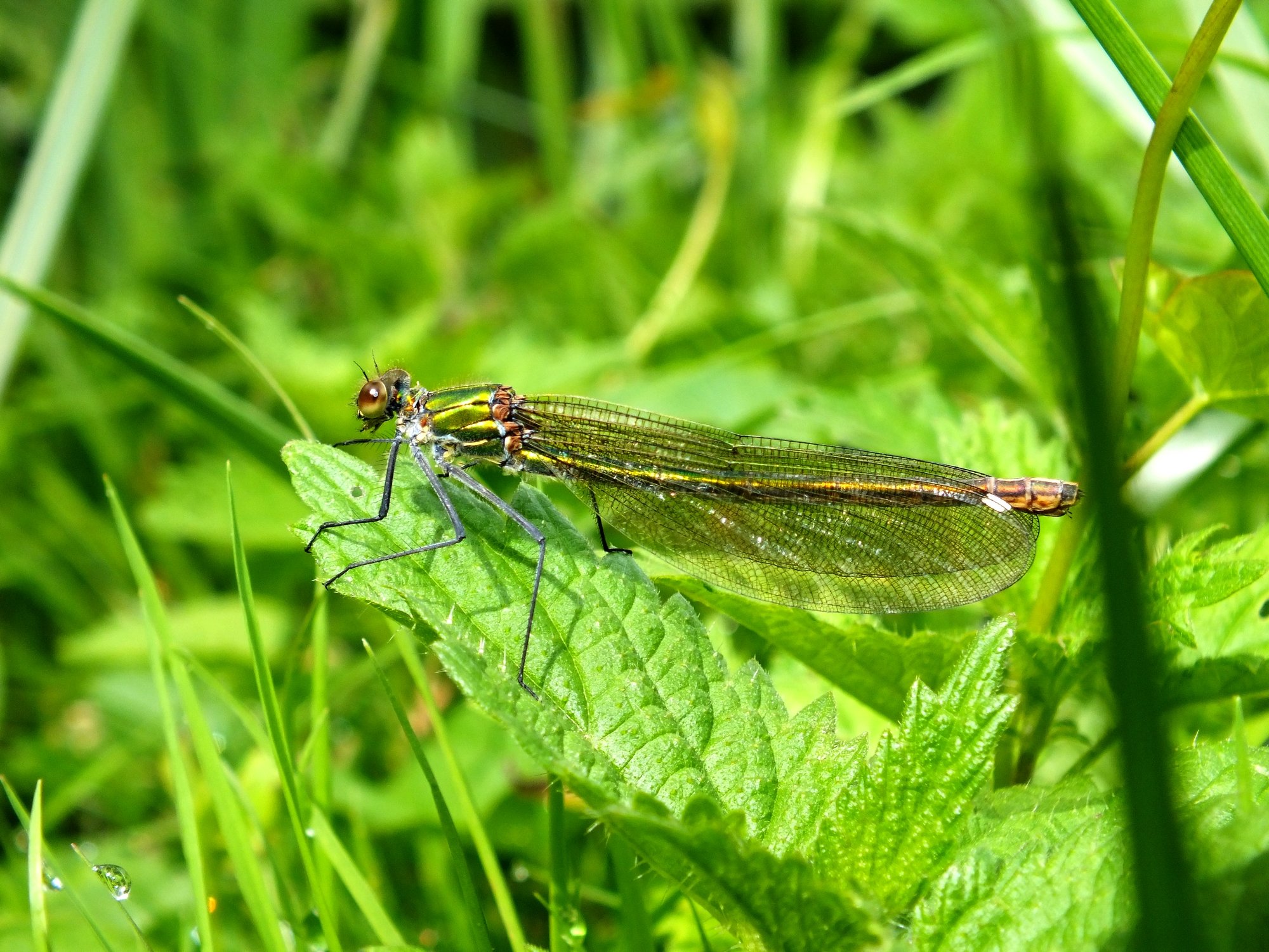 Fonds d'cran Animaux Insectes - Libellules Libellules