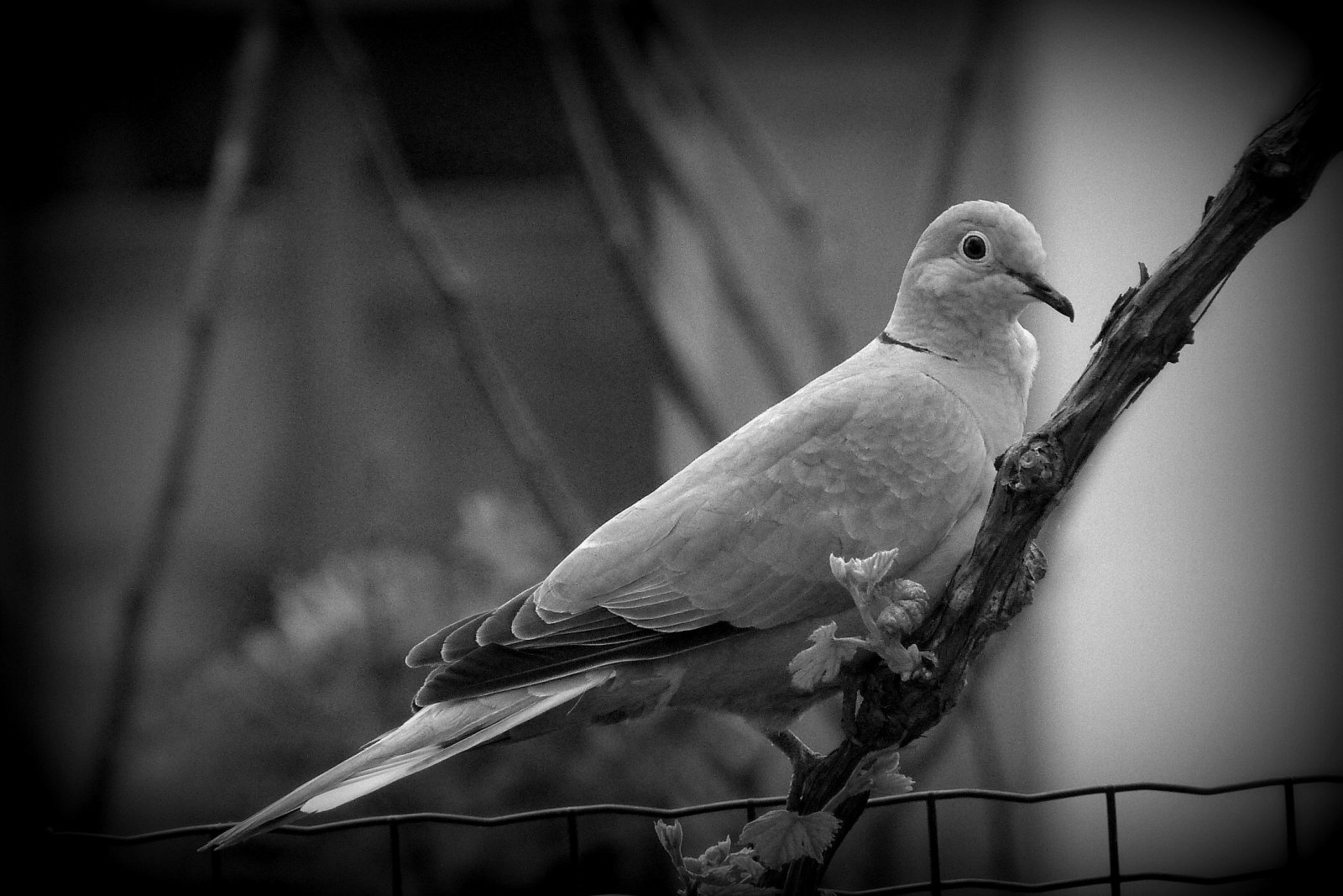 Fonds d'cran Animaux Oiseaux - Pigeons et Tourterelles Alfred le pigeon.