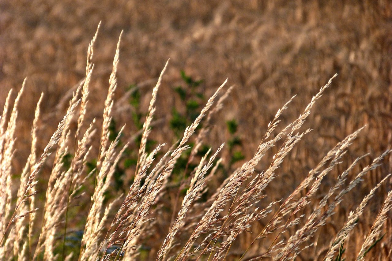 Wallpapers Nature Fields Du blés