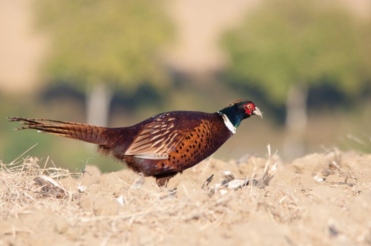 Wallpapers Animals Birds - Pheasants le faisan