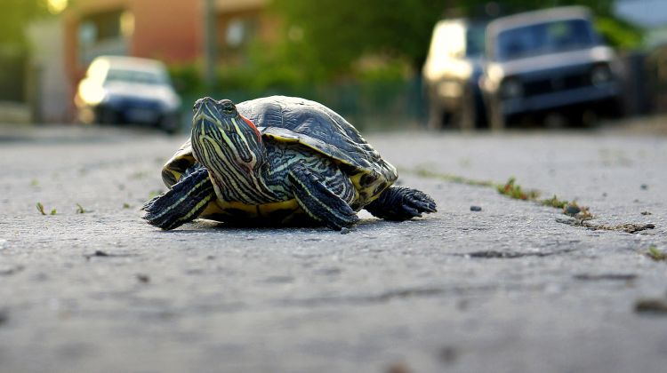 Fonds d'cran Animaux Tortues Un long voyage de retour.