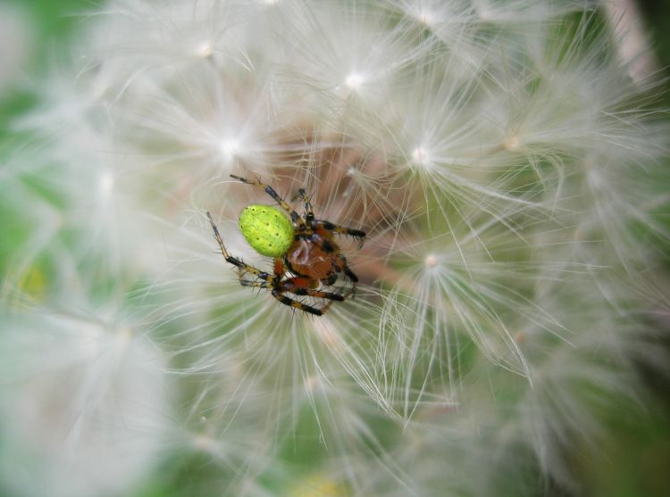 Fonds d'cran Animaux Araignes araniella sur pissenlit