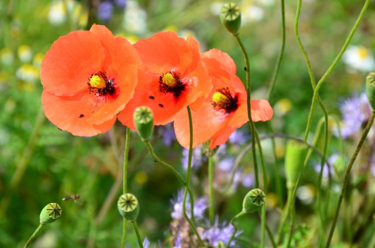 Fonds d'cran Nature Fleurs triptyque de coquelicots 