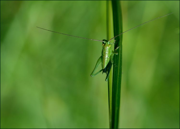 Fonds d'cran Animaux Insectes - Criquets Petit criquet