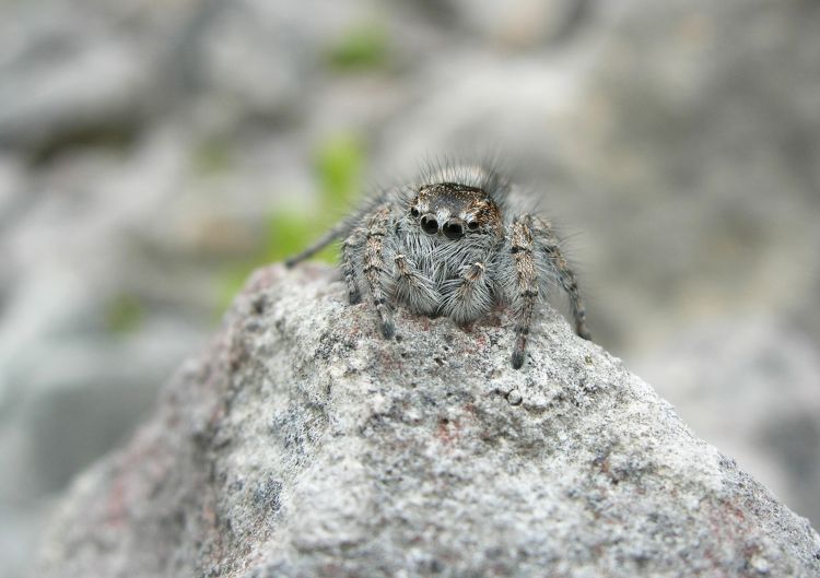 Fonds d'cran Animaux Araignes A l'affut