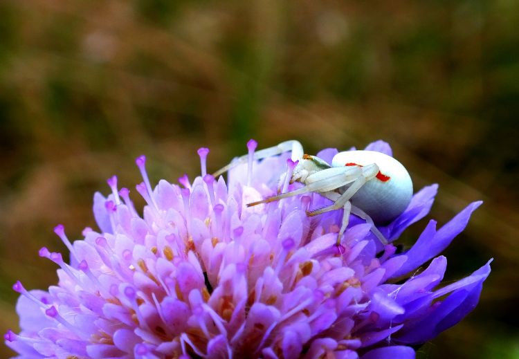 Fonds d'cran Animaux Araignes araignes