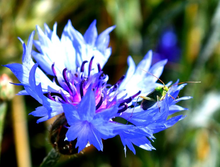 Fonds d'cran Animaux Insectes - Sauterelles et Criquets Sauterelles