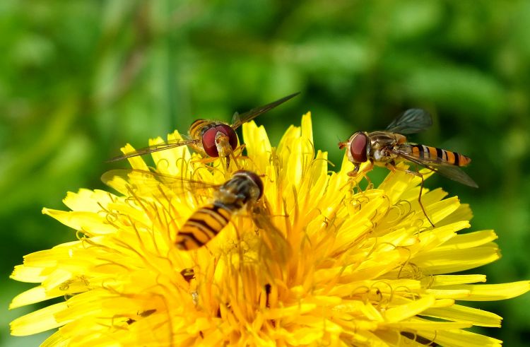 Fonds d'cran Animaux Insectes - Syrphes Gupes