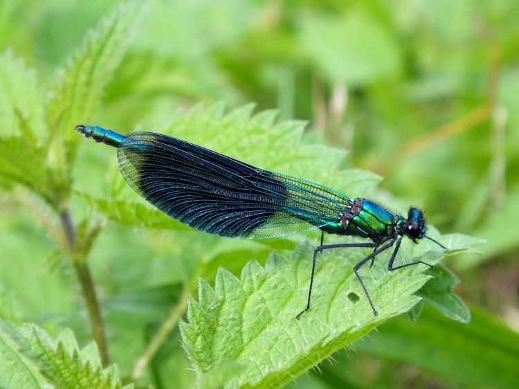 Fonds d'cran Animaux Insectes - Libellules Libellules