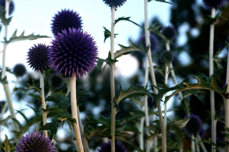 Fonds d'cran Nature Fleurs C'est quoi cette fleur ?