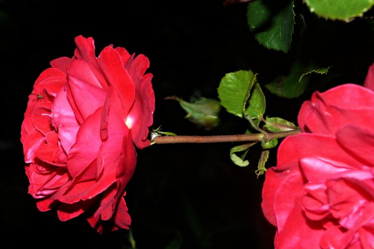 Wallpapers Nature Flowers Petites roses du jardin.