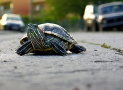  Animaux Un long voyage de retour.