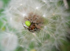  Animaux araniella sur pissenlit