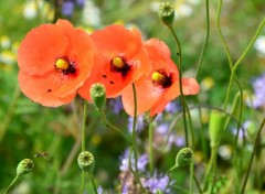  Nature triptyque de coquelicots 