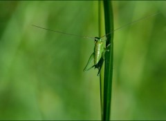  Animaux Petit criquet