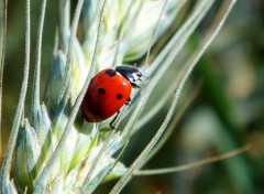  Animaux coccinelles