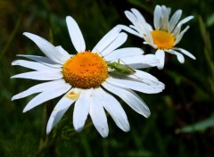  Animaux insectes