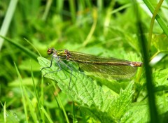  Animaux Libellules