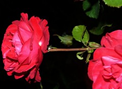  Nature Petites roses du jardin.