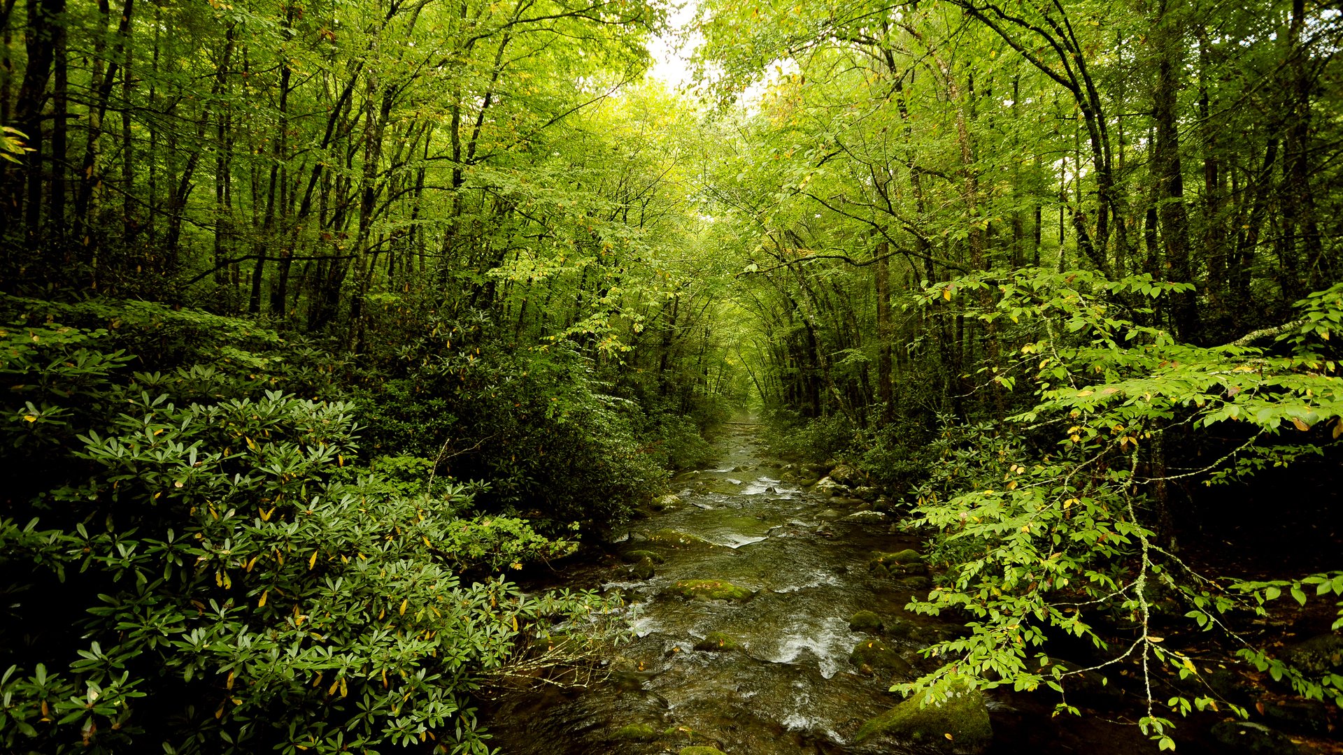 Fonds d'cran Nature Arbres - Forts 