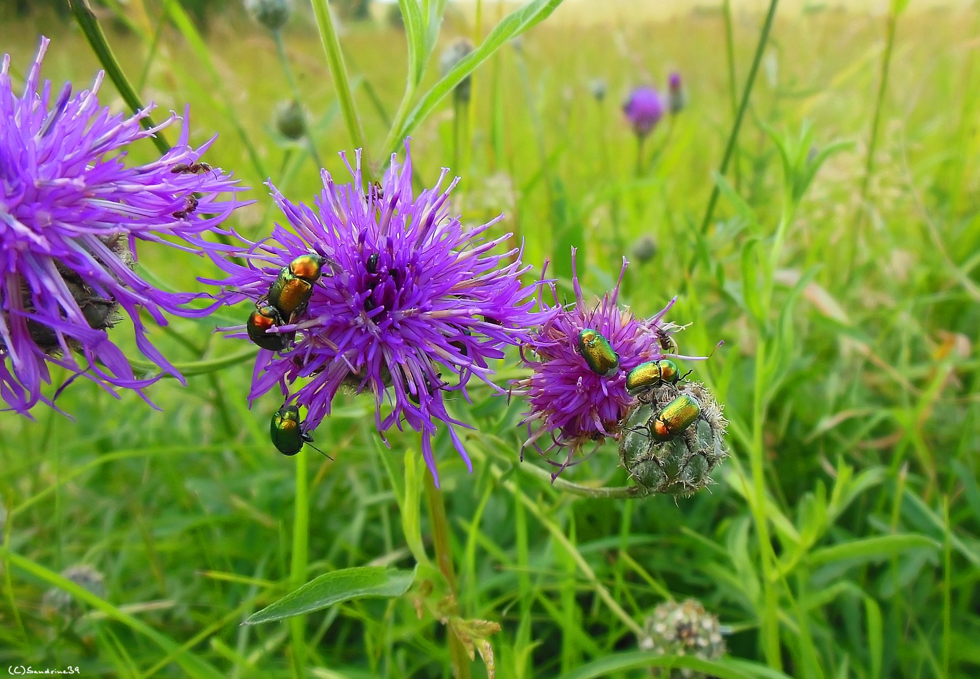 Fonds d'cran Animaux Insectes - Hannetons Runion de famille ^^