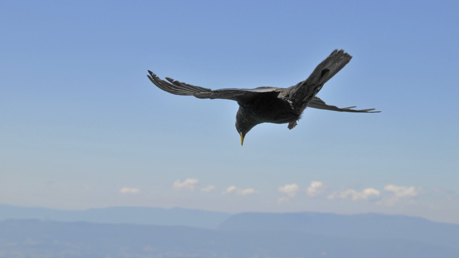 Fonds d'cran Animaux Oiseaux - Divers Vol de choucas en Haute-Savoie