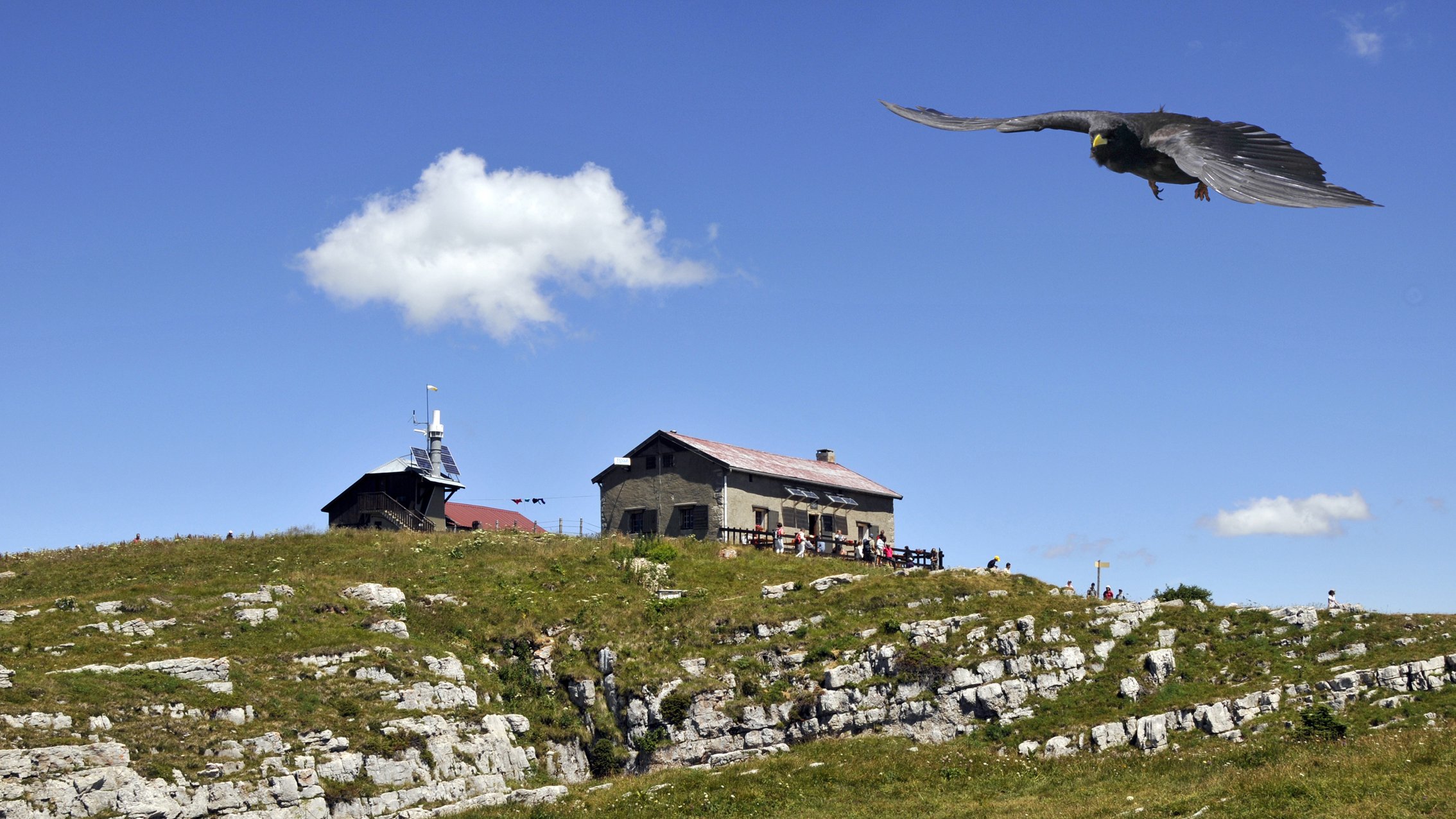 Fonds d'cran Animaux Oiseaux - Divers Vol de choucas en Haute-Savoie