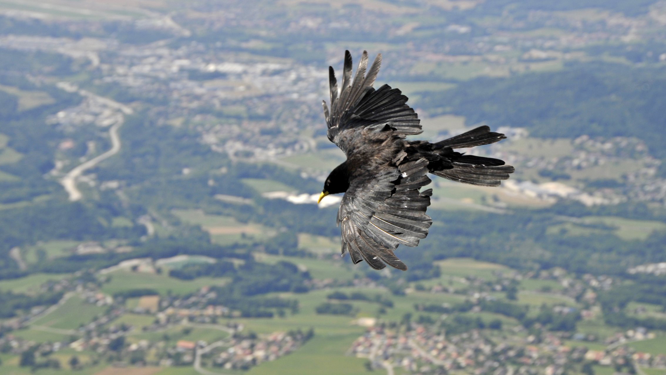 Wallpapers Animals Birds - Misc Vol de choucas en Haute-Savoie