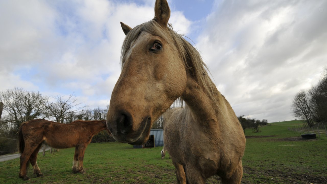 Fonds d'cran Animaux Chevaux Cheval dans un prs