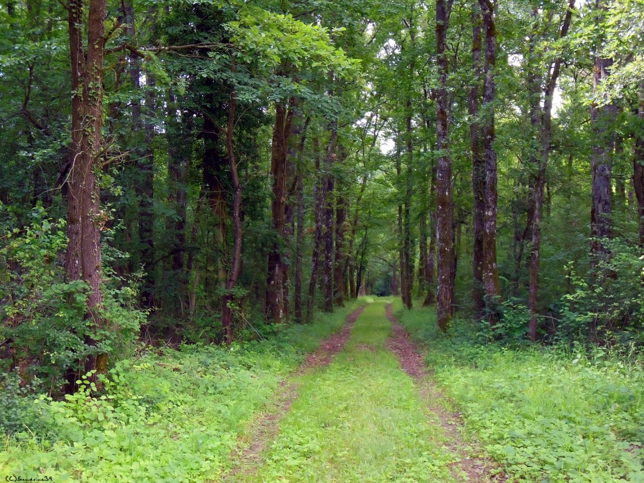 Fonds d'cran Nature Arbres - Forts La fracheur d'un sous-bois