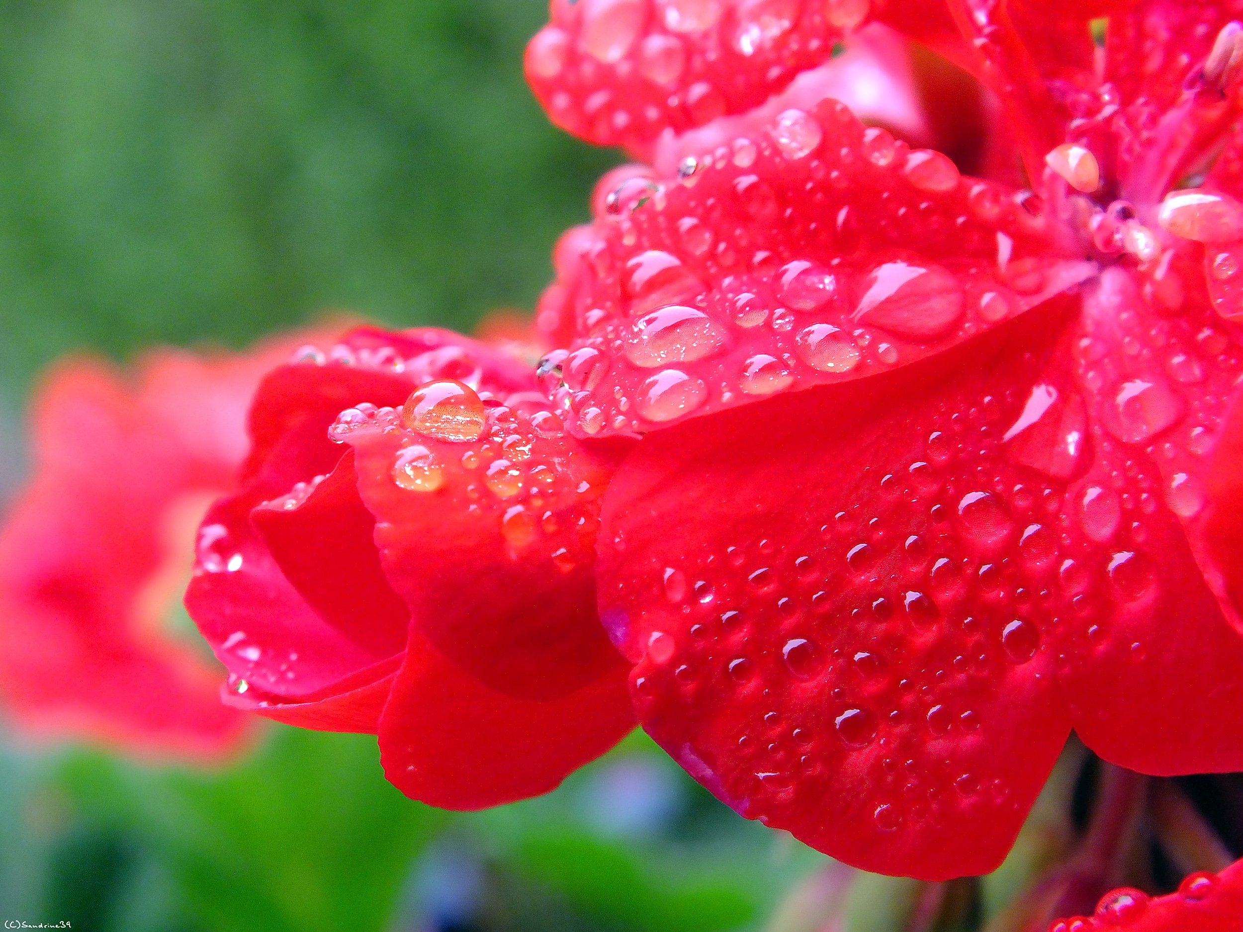 Fonds d'cran Nature Eau - Gouttes, rose Pluie sur Granium