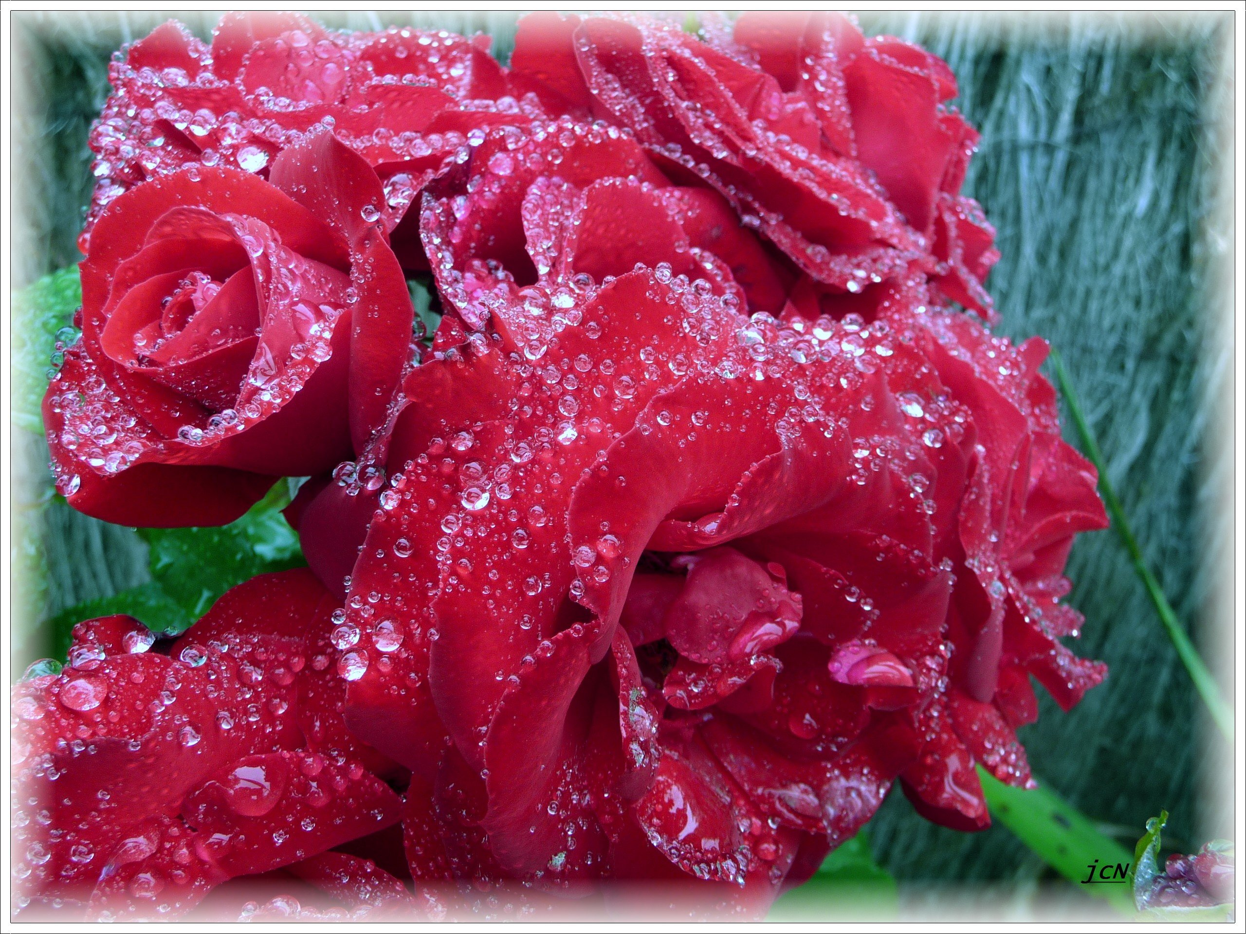 Fonds d'cran Nature Fleurs Roses perles