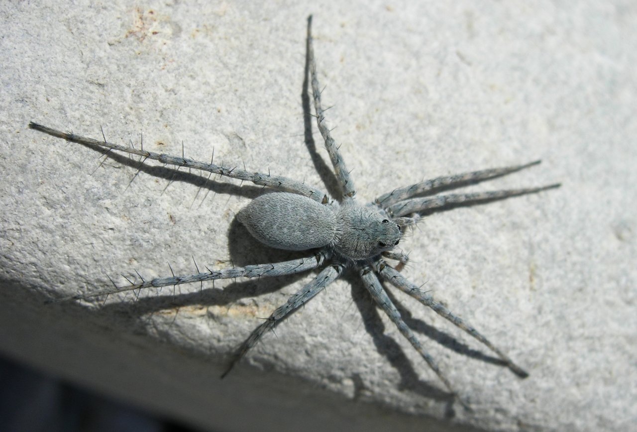 Wallpapers Animals Spiders gris bleue