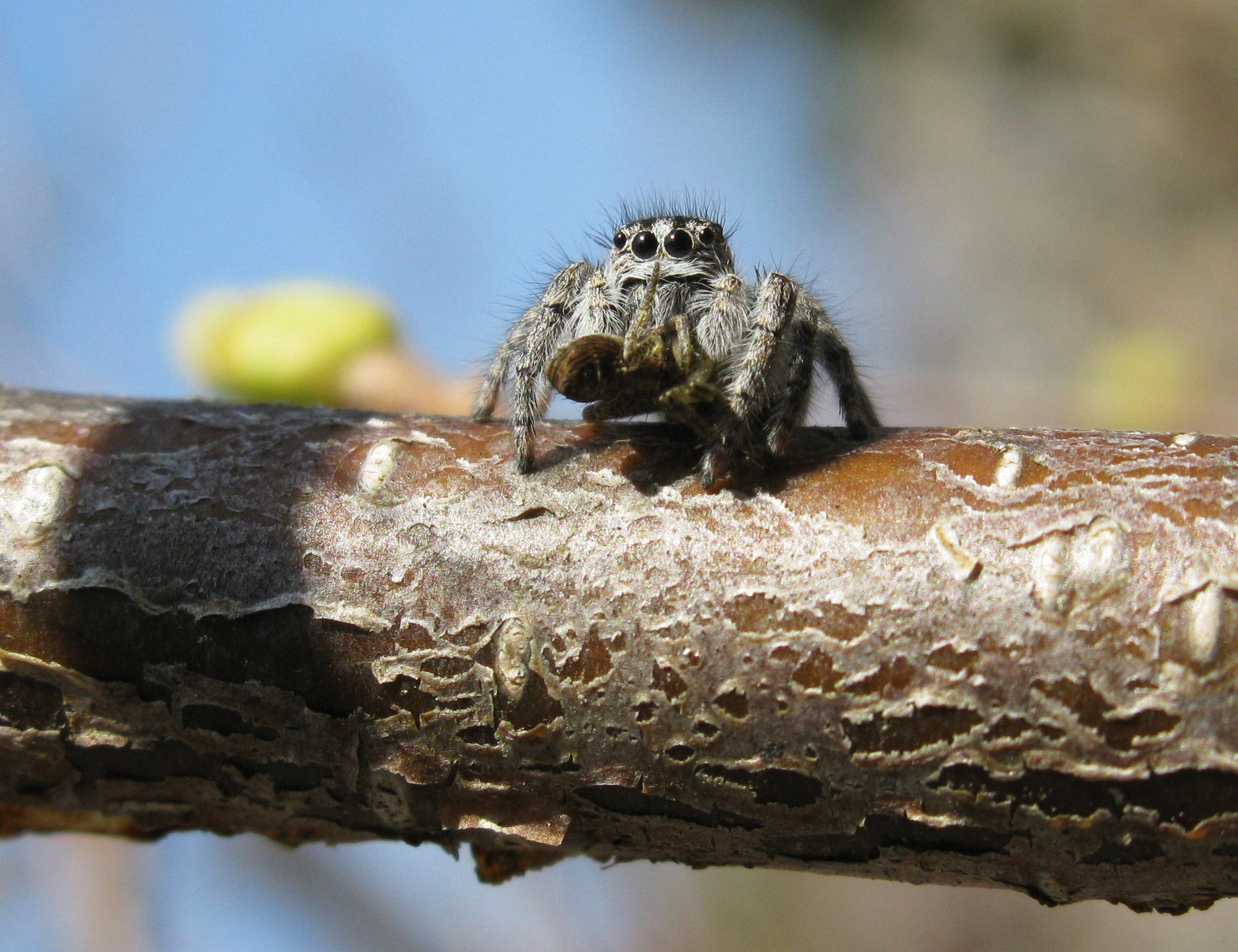 Fonds d'cran Animaux Araignes 