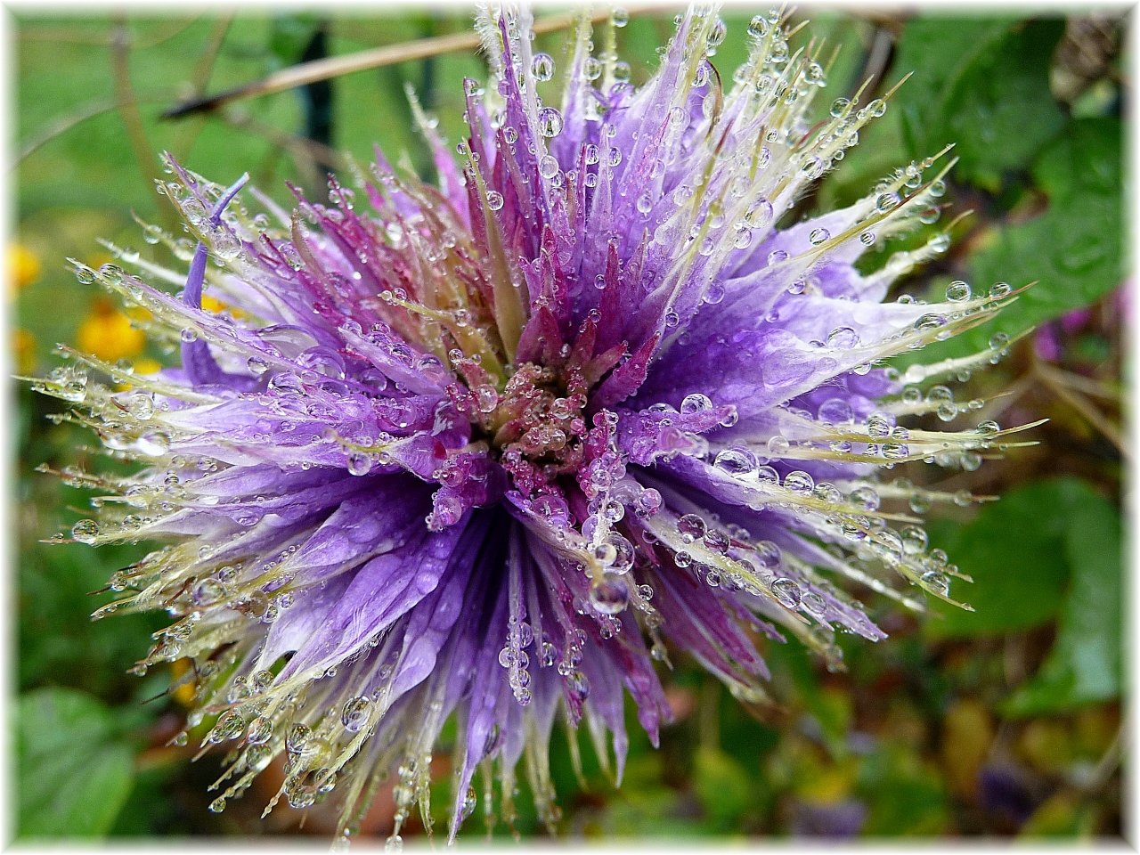 Fonds d'cran Nature Fleurs Clmatite