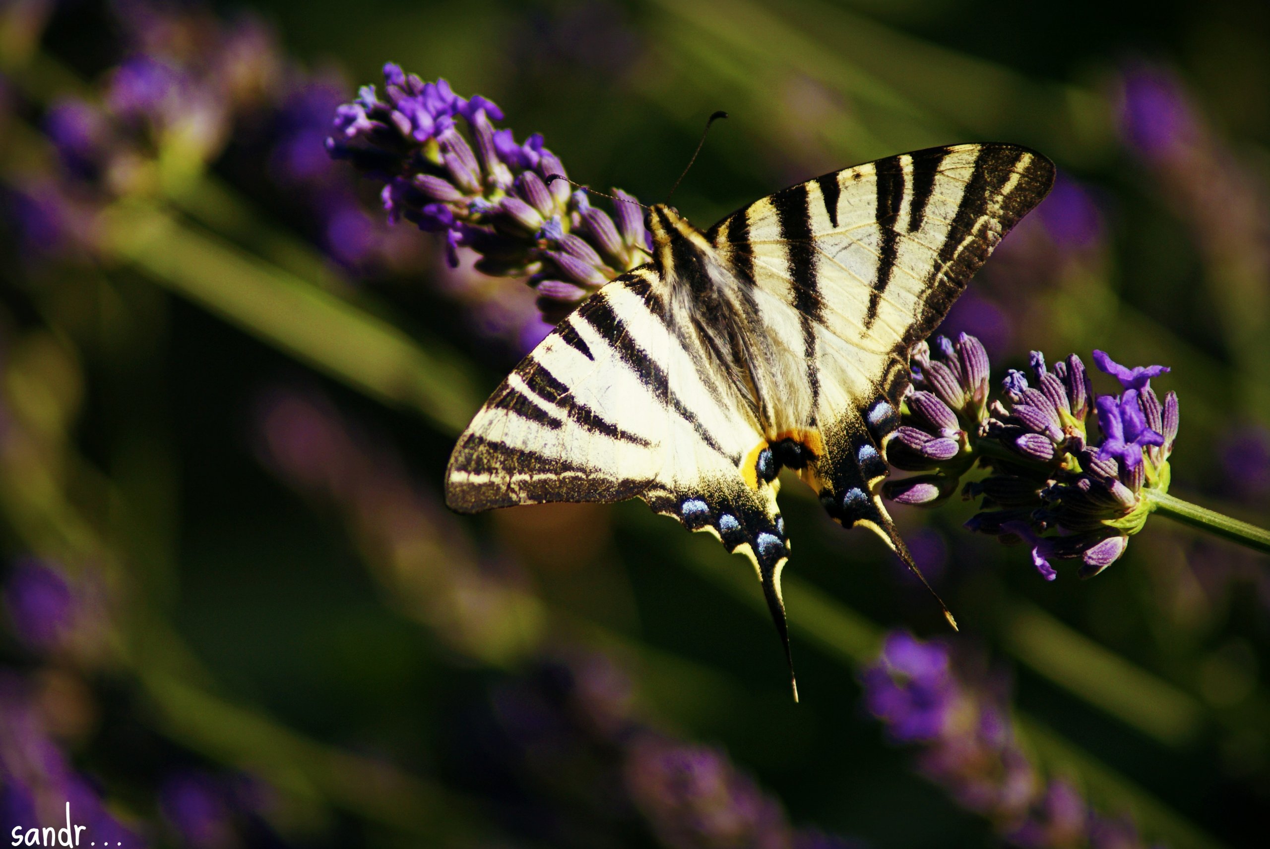 Fonds d'cran Animaux Insectes - Papillons streaked butterfly