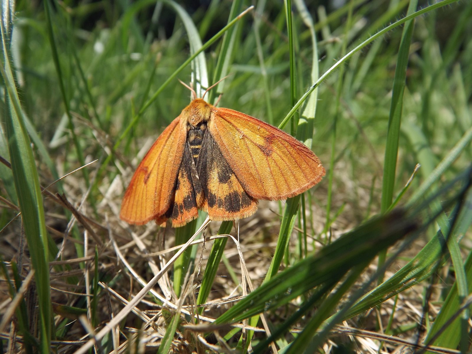 Fonds d'cran Animaux Insectes - Papillons papillon