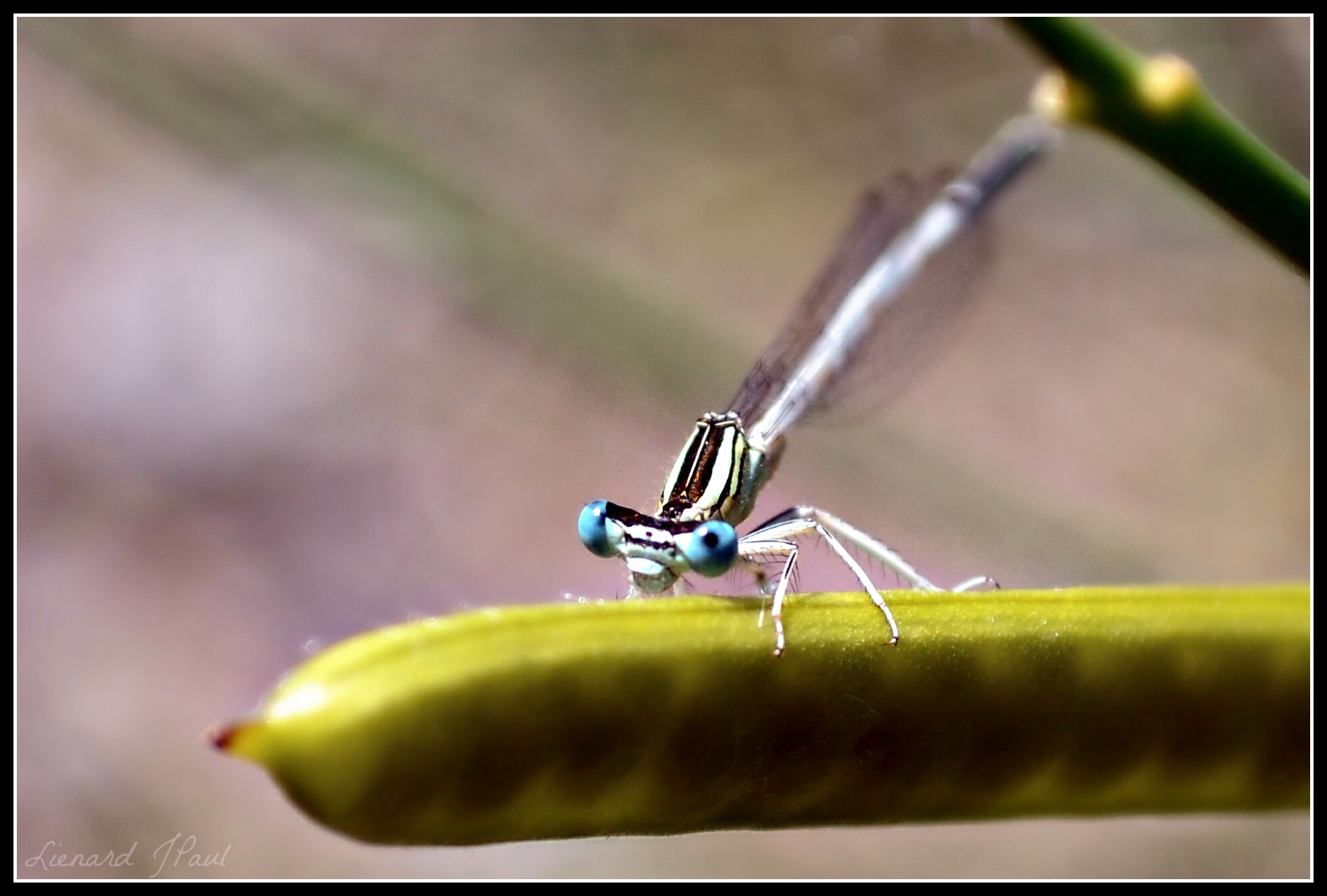 Wallpapers Animals Insects - Dragonflies 