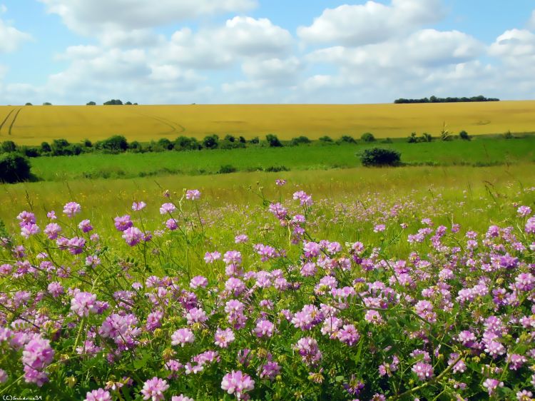 Fonds d'cran Nature Paysages Prs fleuries