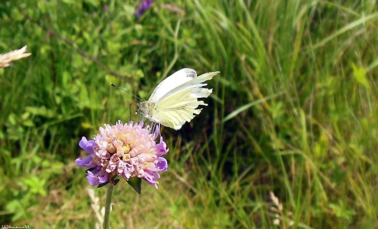 Wallpapers Animals Insects - Butterflies papillon accident 