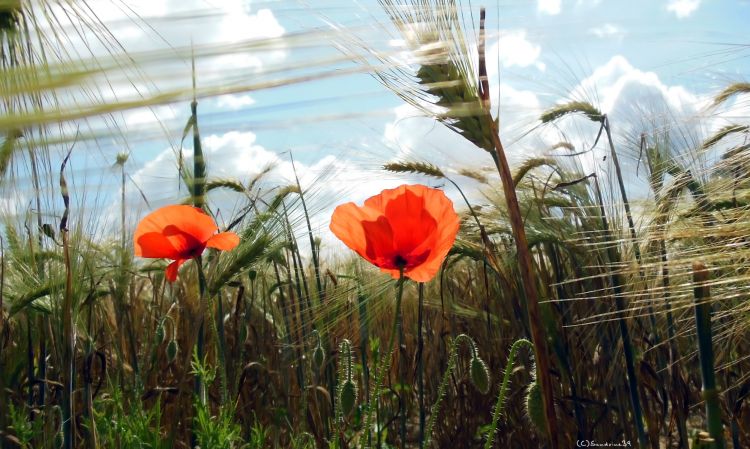 Wallpapers Nature Flowers Coquelicots dans le vent