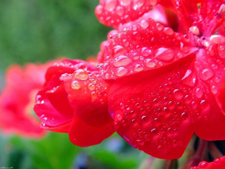 Fonds d'cran Nature Eau - Gouttes, rose Pluie sur Granium