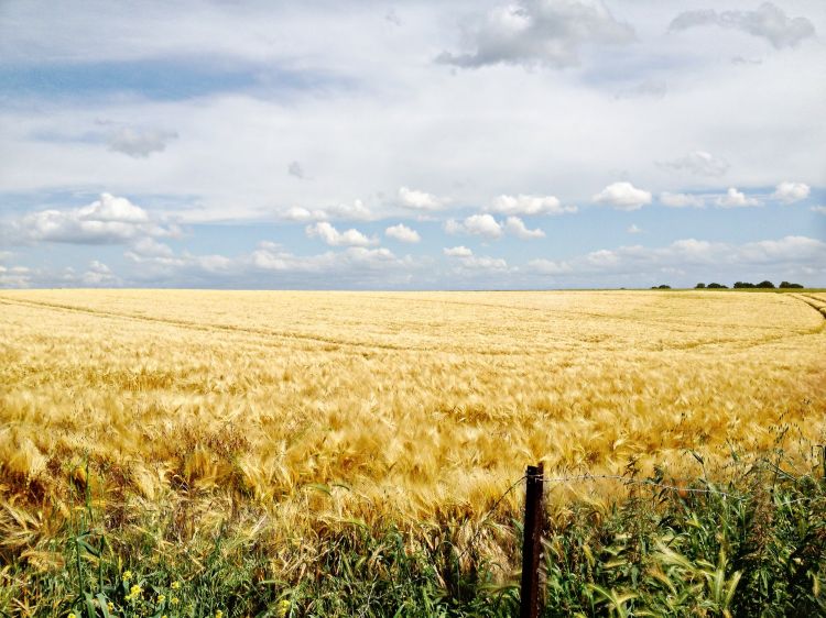 Fonds d'cran Nature Champs - Prairies Wallpaper N304719