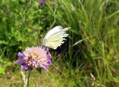  Animals papillon accident 